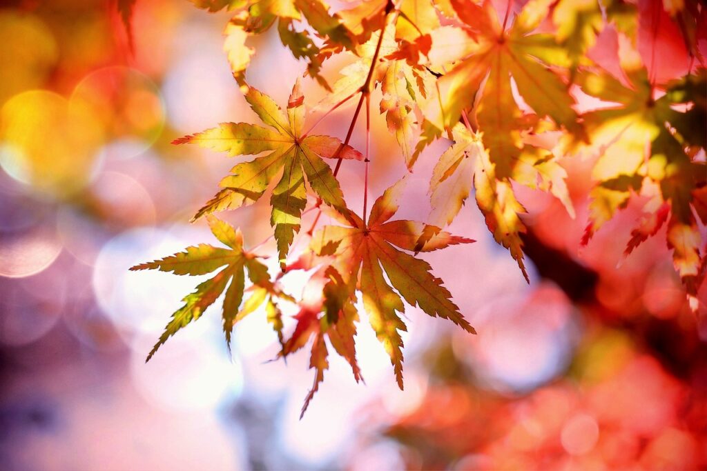 maple, fall, multicoloured-2135514.jpg