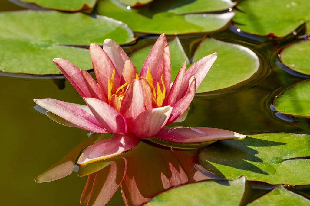 water lily, aquatic plant, flower-3491631.jpg